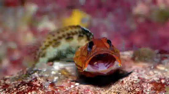 Variable Jawfish